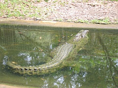 CairnsTC194 Cairns Tropical Zoo